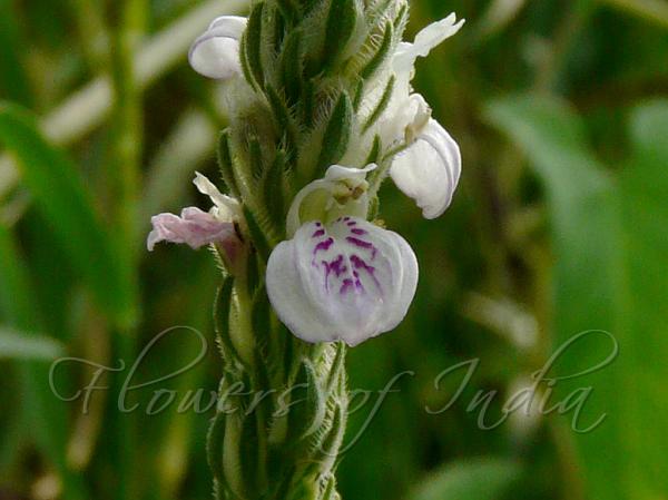 Five-Angled Justicia